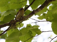 2016-05-25 11h09m46 - Vuurgoudhaan - Lubansmeer - Riga - Cor Martijn